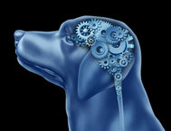 Pet (Dog) Psychology